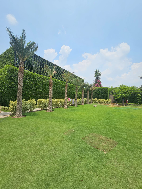 Palm-lined lawn project