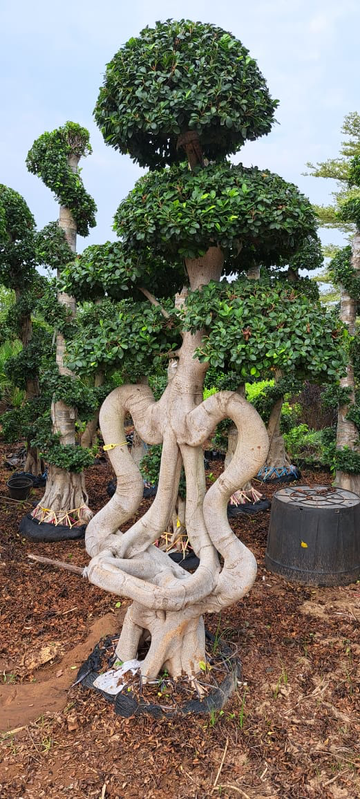 Sculptural Topiary project