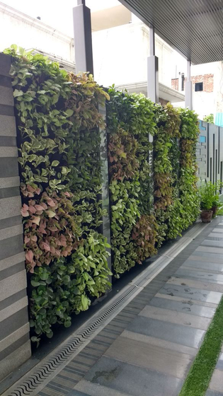 Vertical Green Wall project