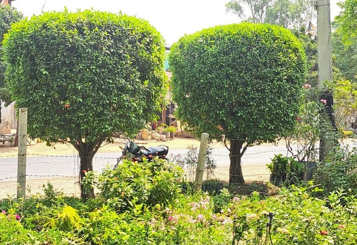 Ornamental Planting project