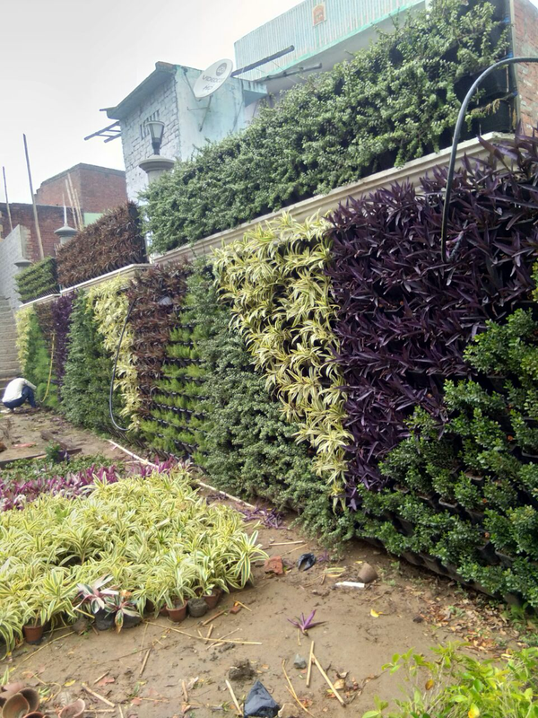 Patterned Living Wall project