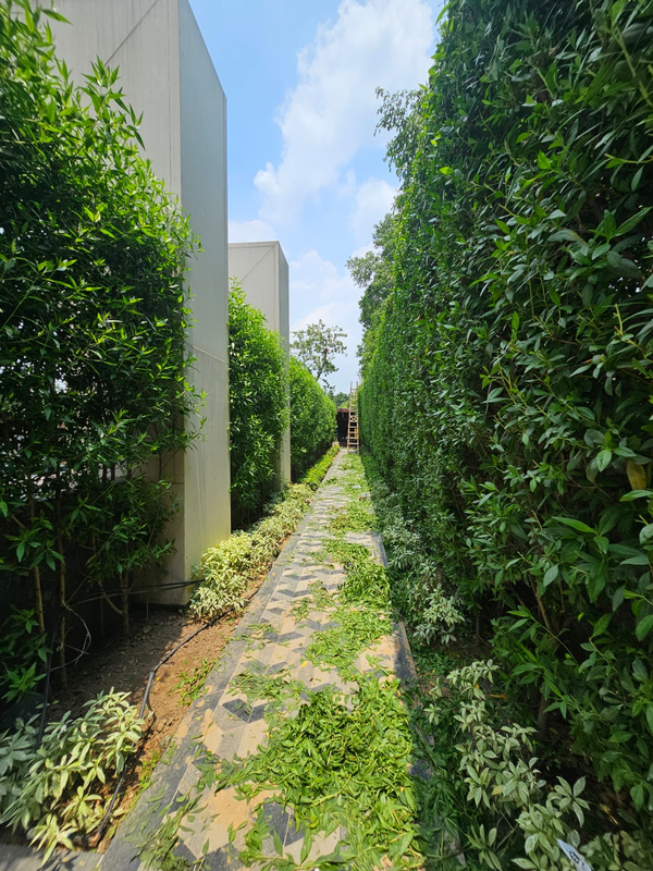 Hedge Walkway project