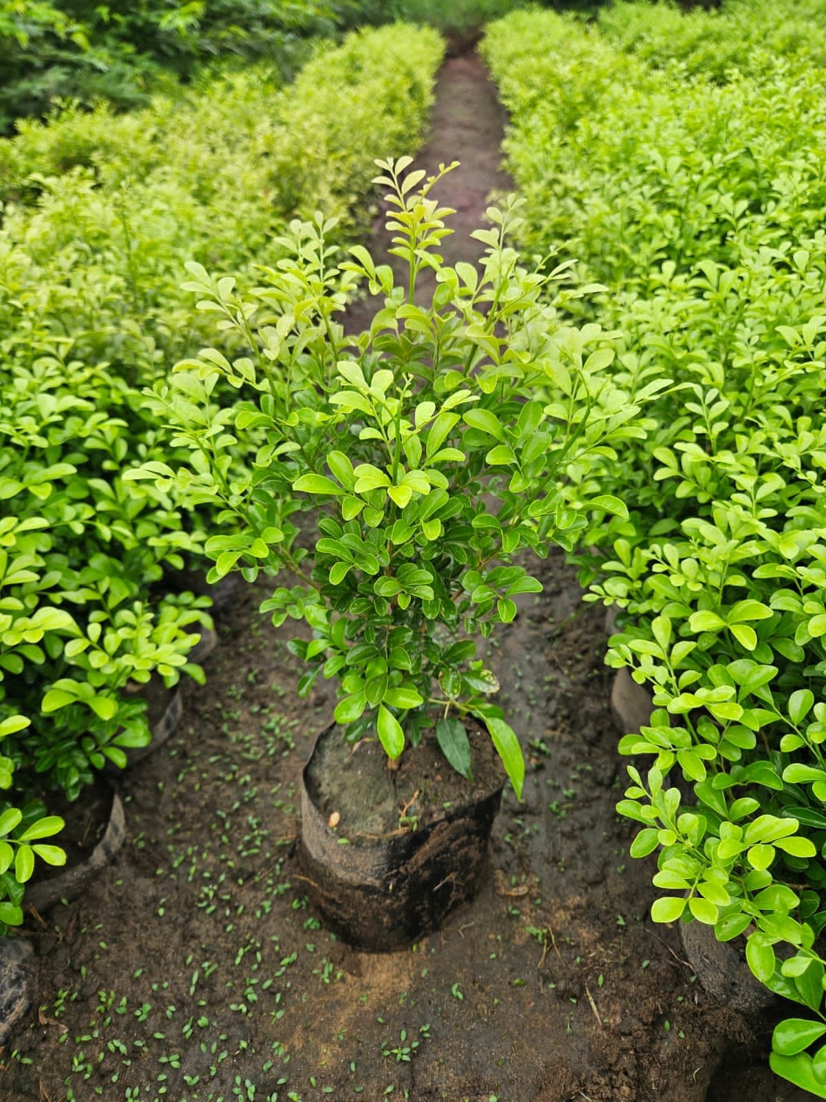 Bulk Plant Supply
