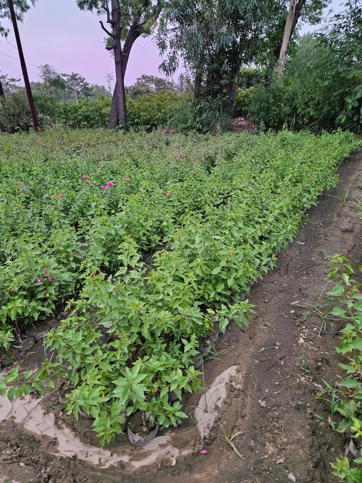 Premium Plants & Nursery Services for Beautiful Green Spaces