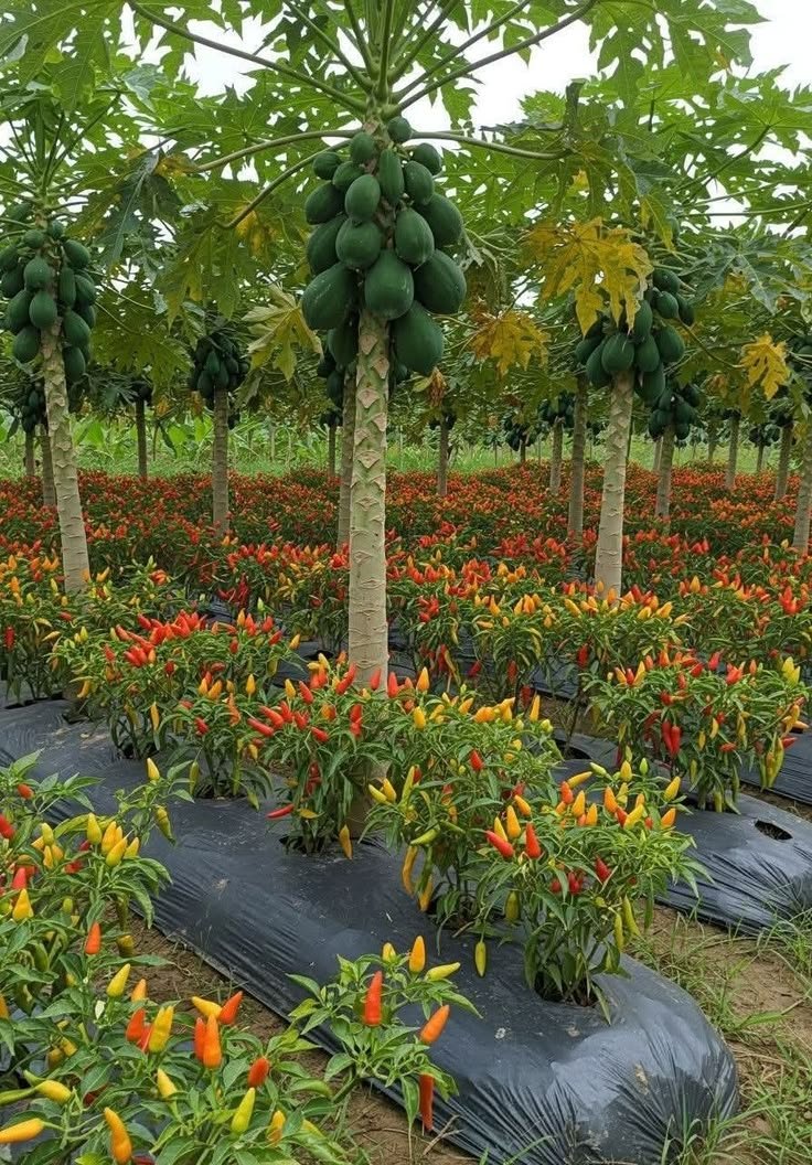 Papaya Plantation with Intercropping Chili Farming | Smart Agriculture Guide