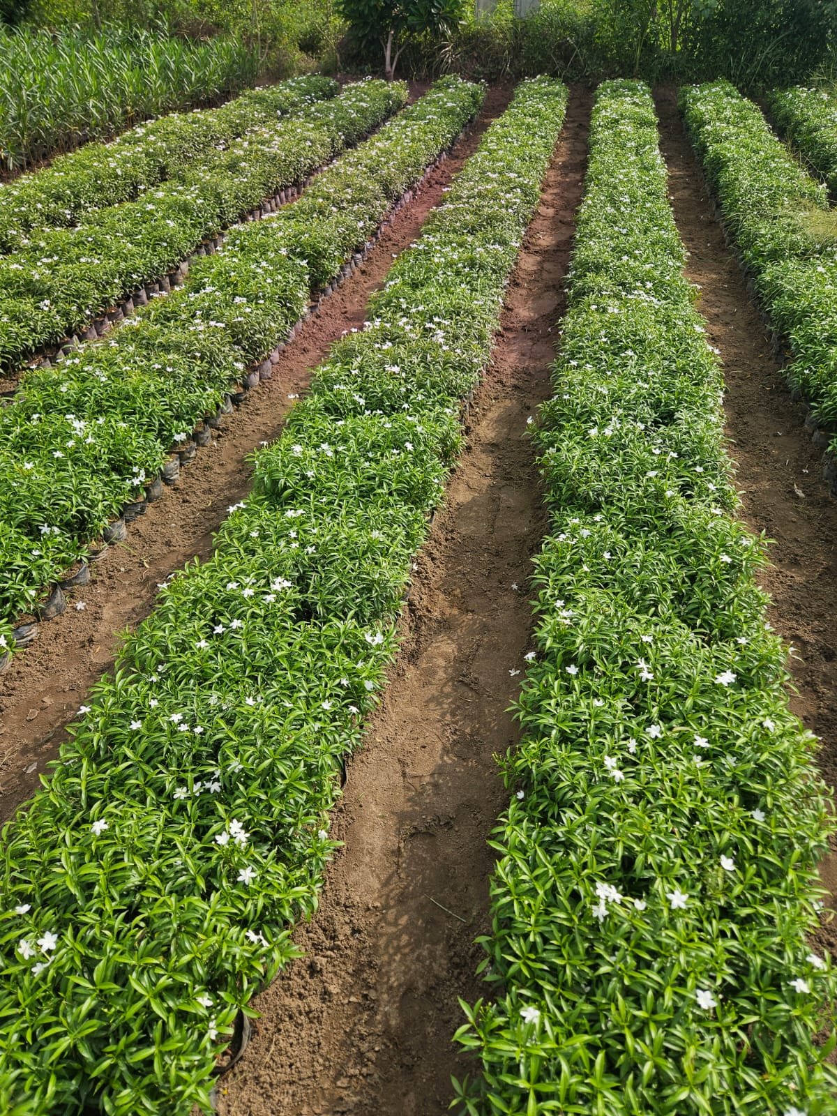 Bulk Plant Supply
