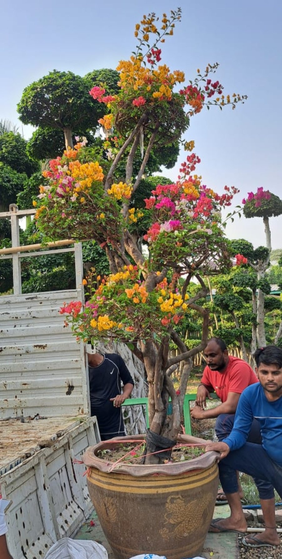 Tree Plantation Drive & Services