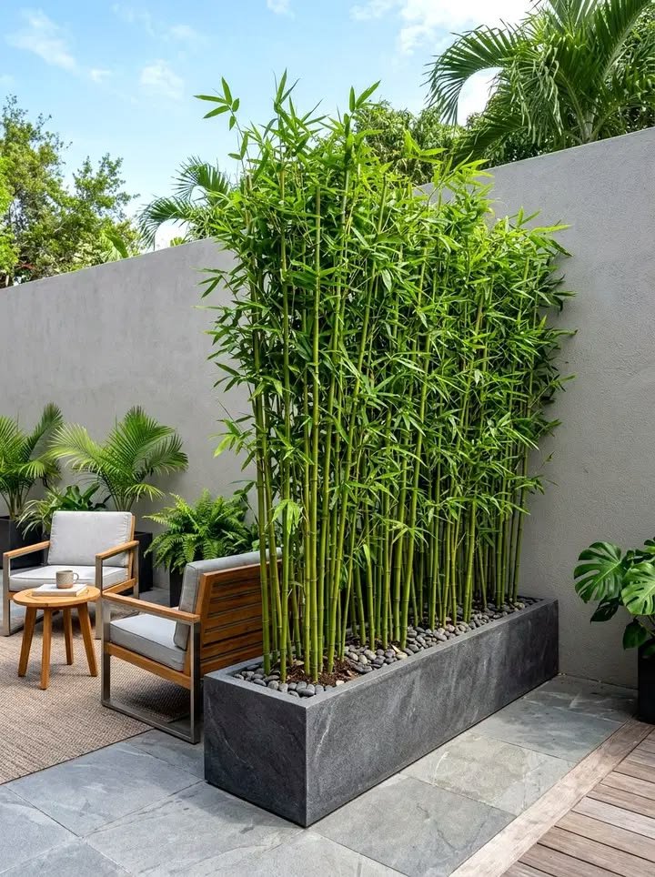 Bamboo Plantation Design for Modern Homes | Privacy Green Wall Landscaping