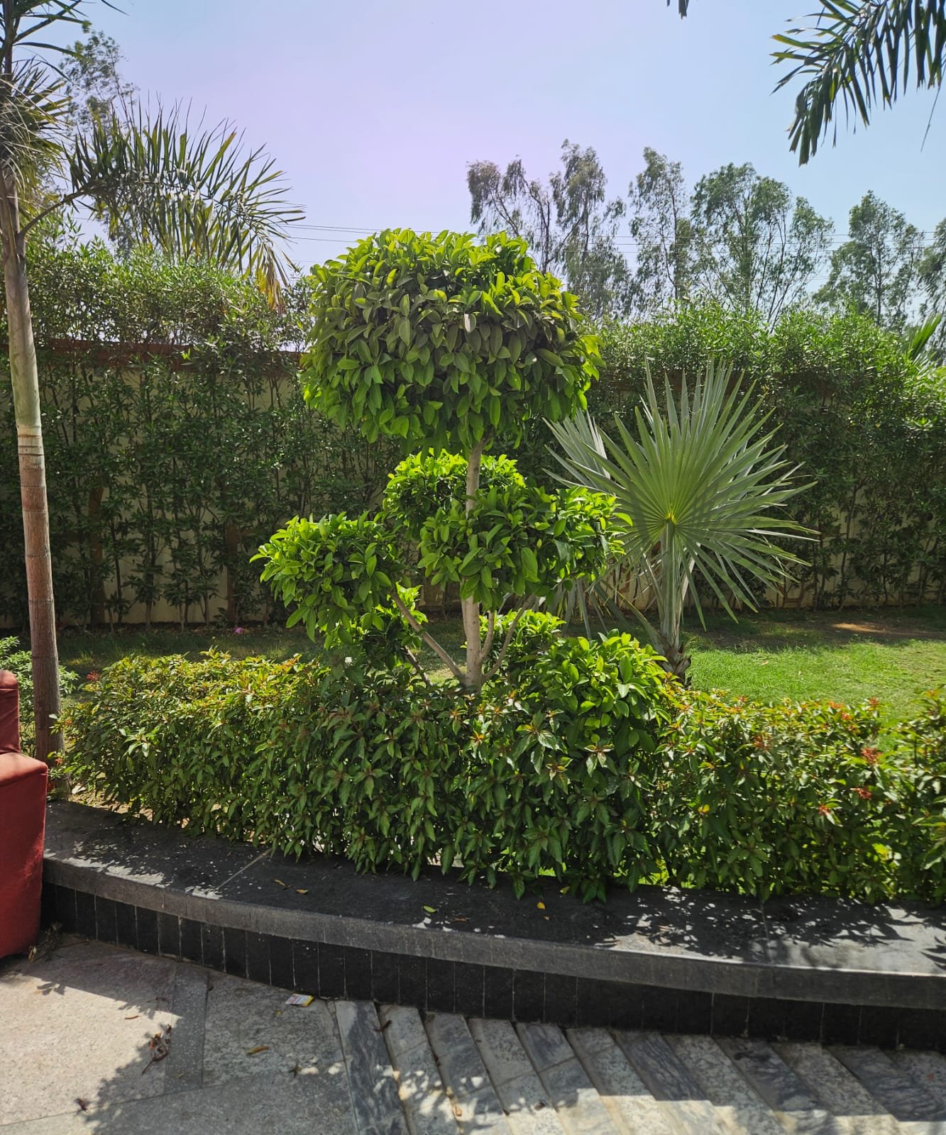 Tree Plantation Drive & Services