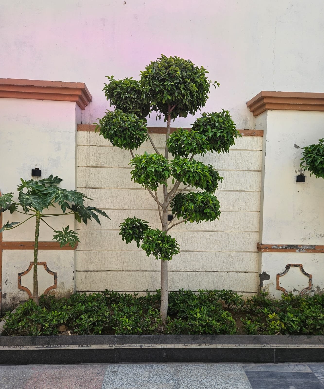 Tree Plantation Drive & Services