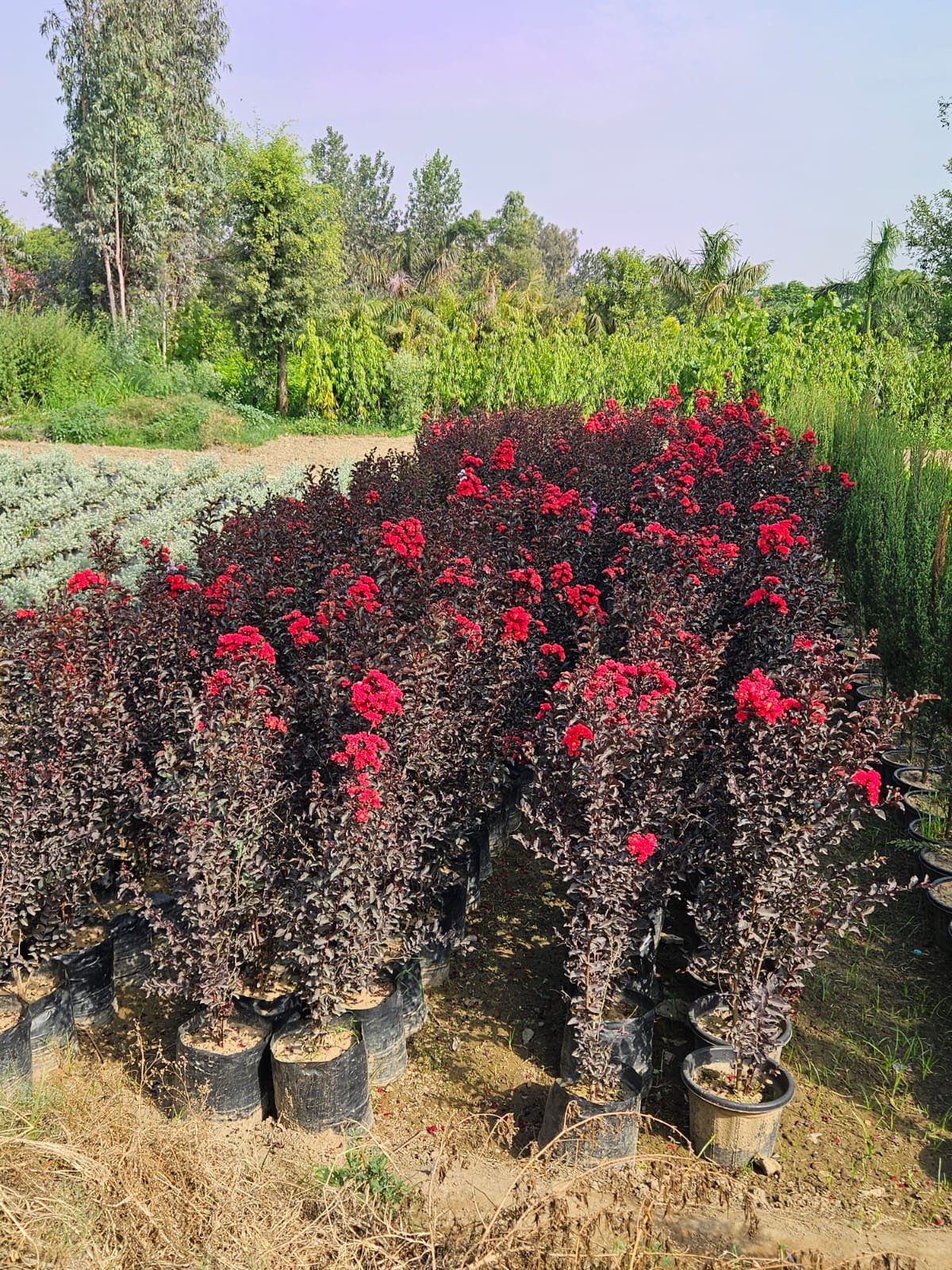 Premium Red Flowering Ornamental Plants for Landscaping & Garden Beautification