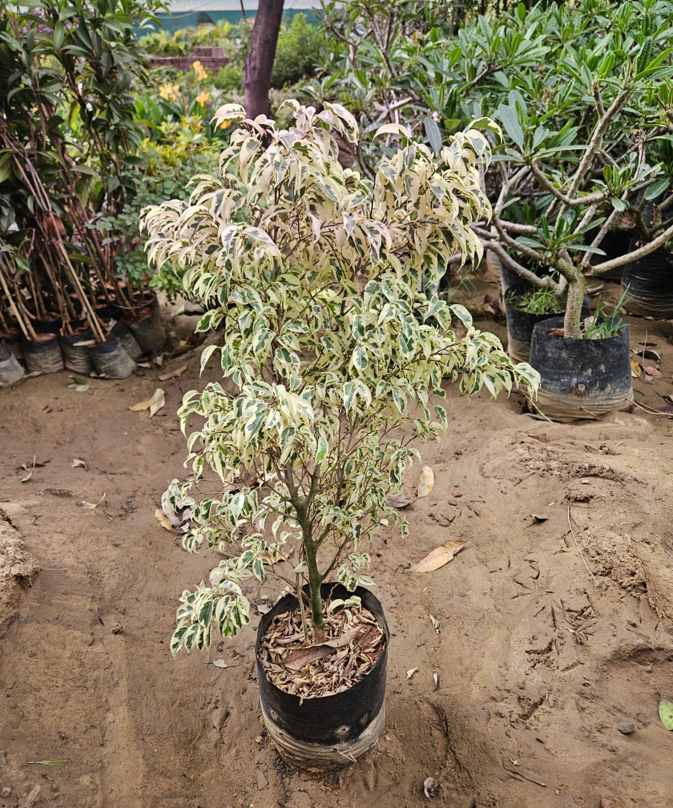 Bulk Plant Supply