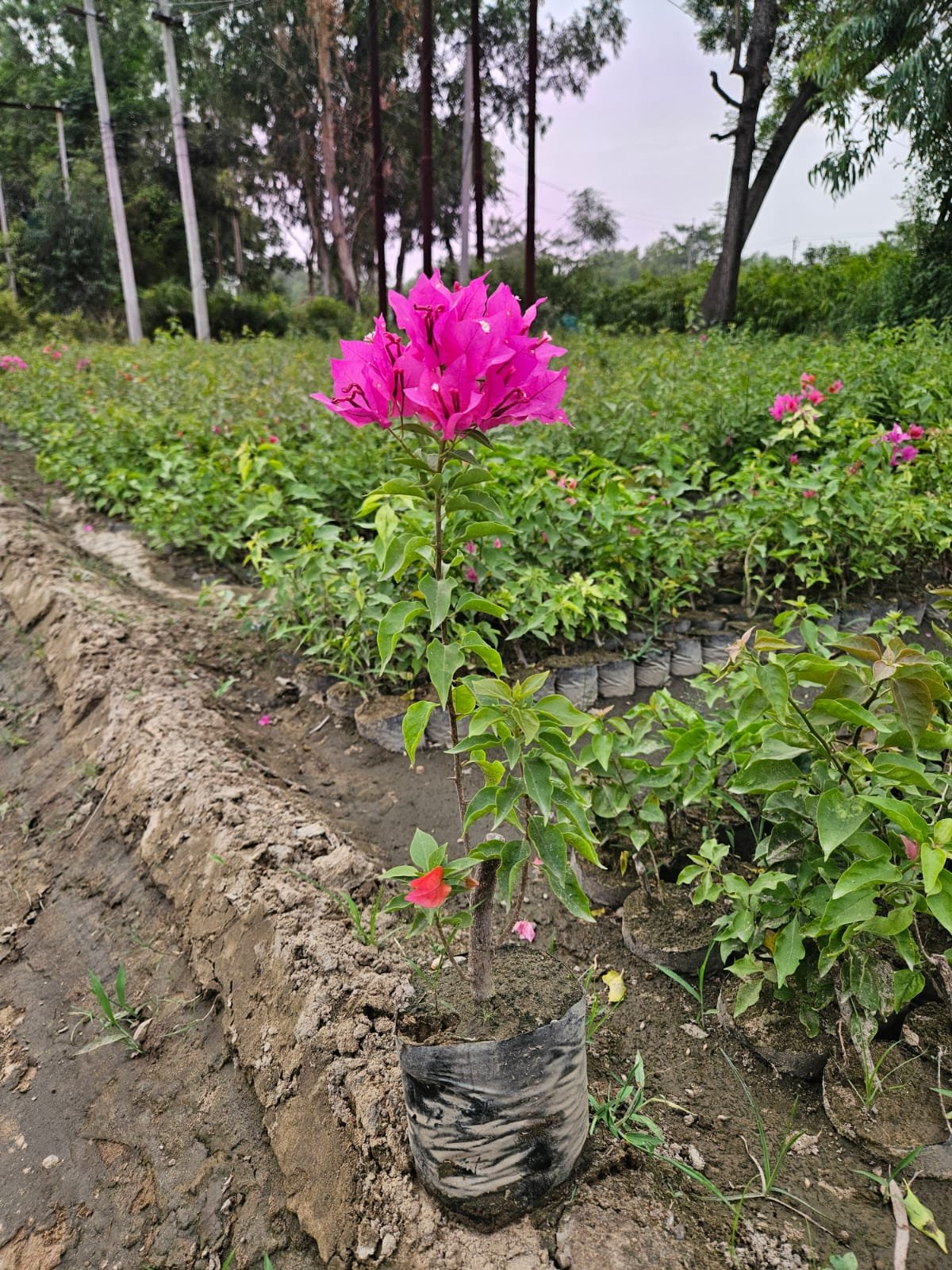 Bulk Plant Supply