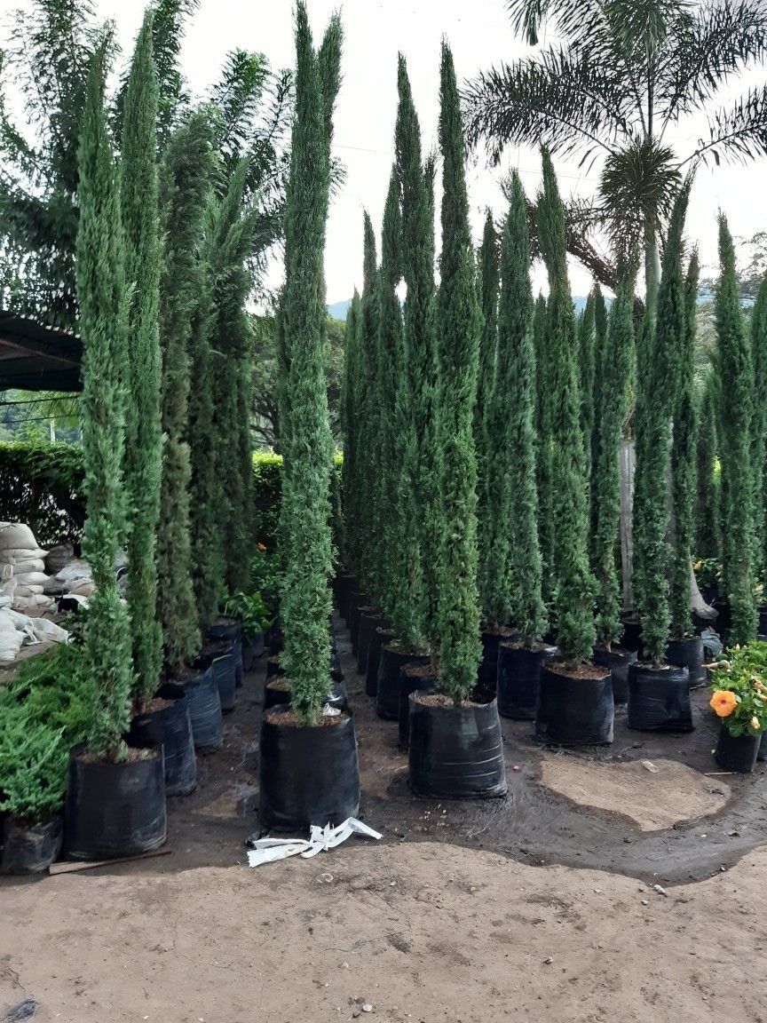 Premium Columnar Evergreen Trees for Luxury Landscaping & Plantation