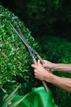 Garden Maintenance