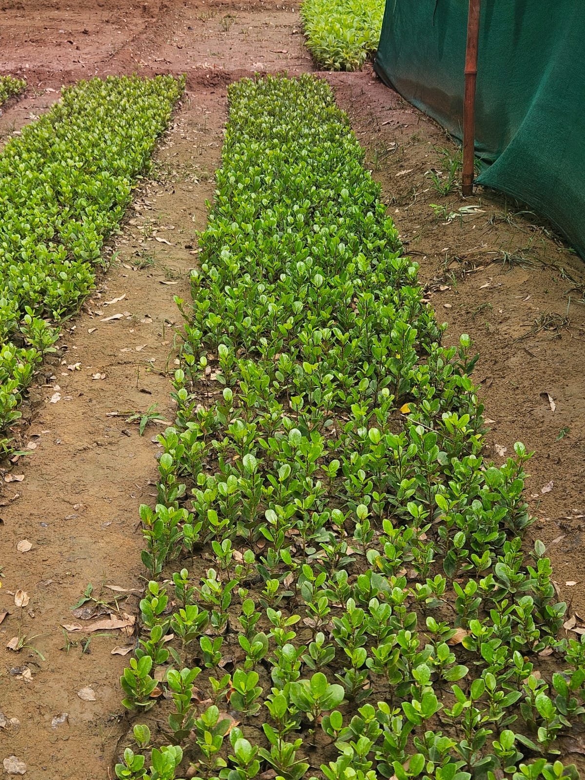 Bulk Plant Supply
