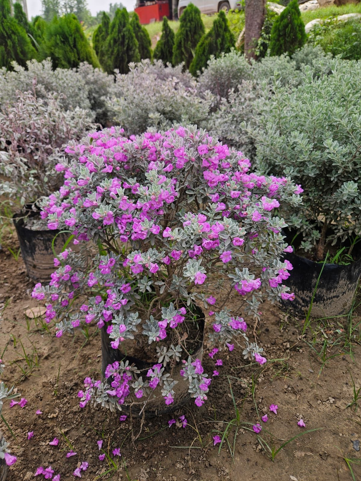 Premium Pink Flowering Shrubs for Luxury Landscaping & Plantation