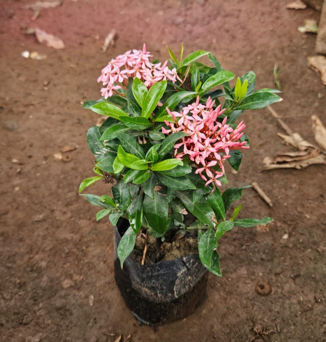 Pink Ixora Plant for Garden Landscaping & Borders