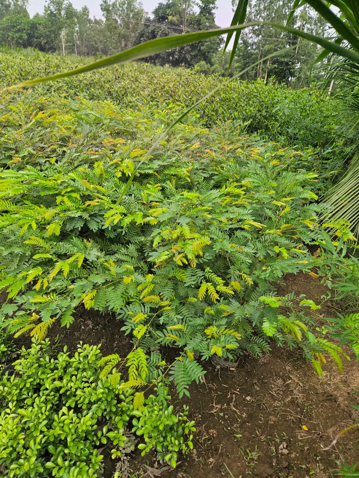 Ornamental Plants for Beautiful Garden Landscaping