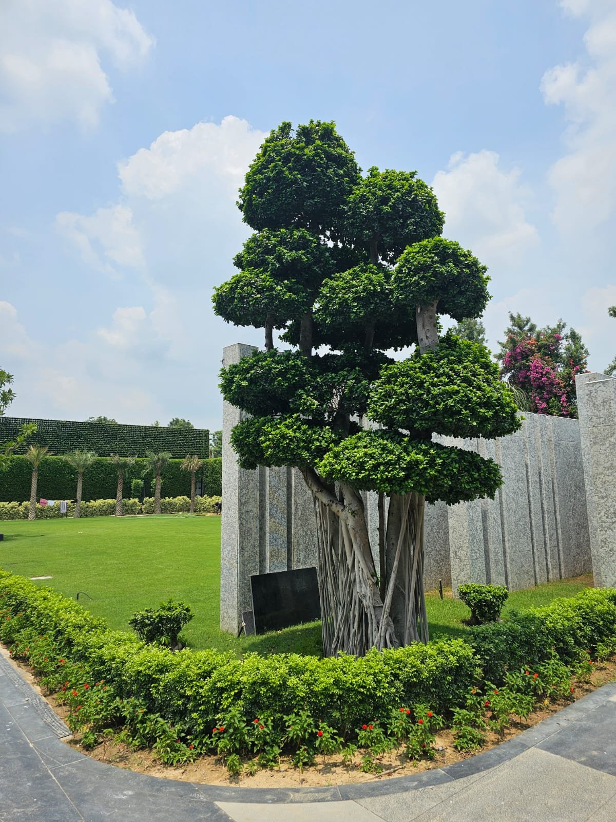 Sculptural Topiary project