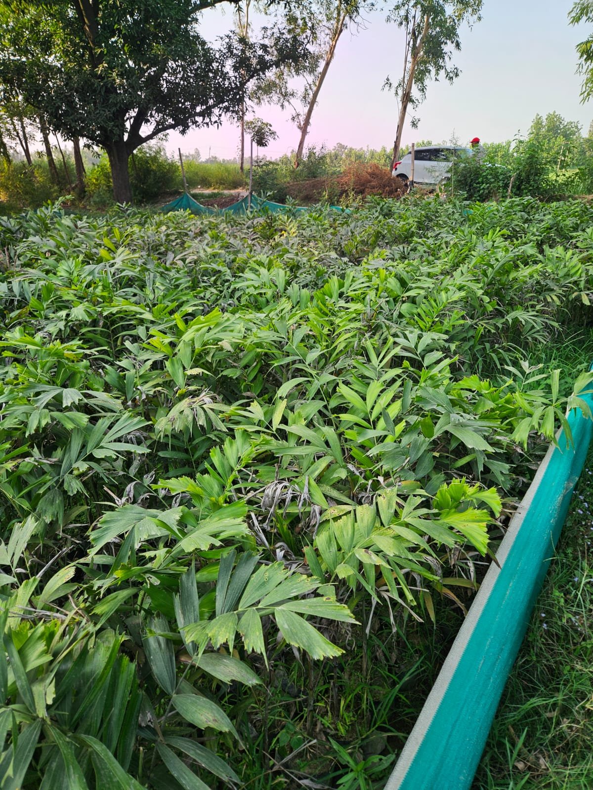Bulk Plant Supply