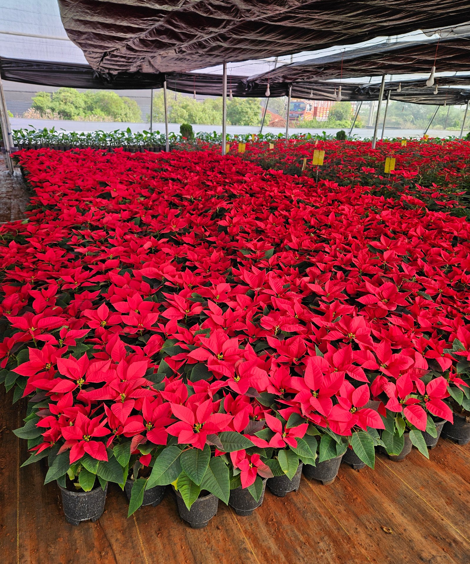 Bulk Plant Supply
