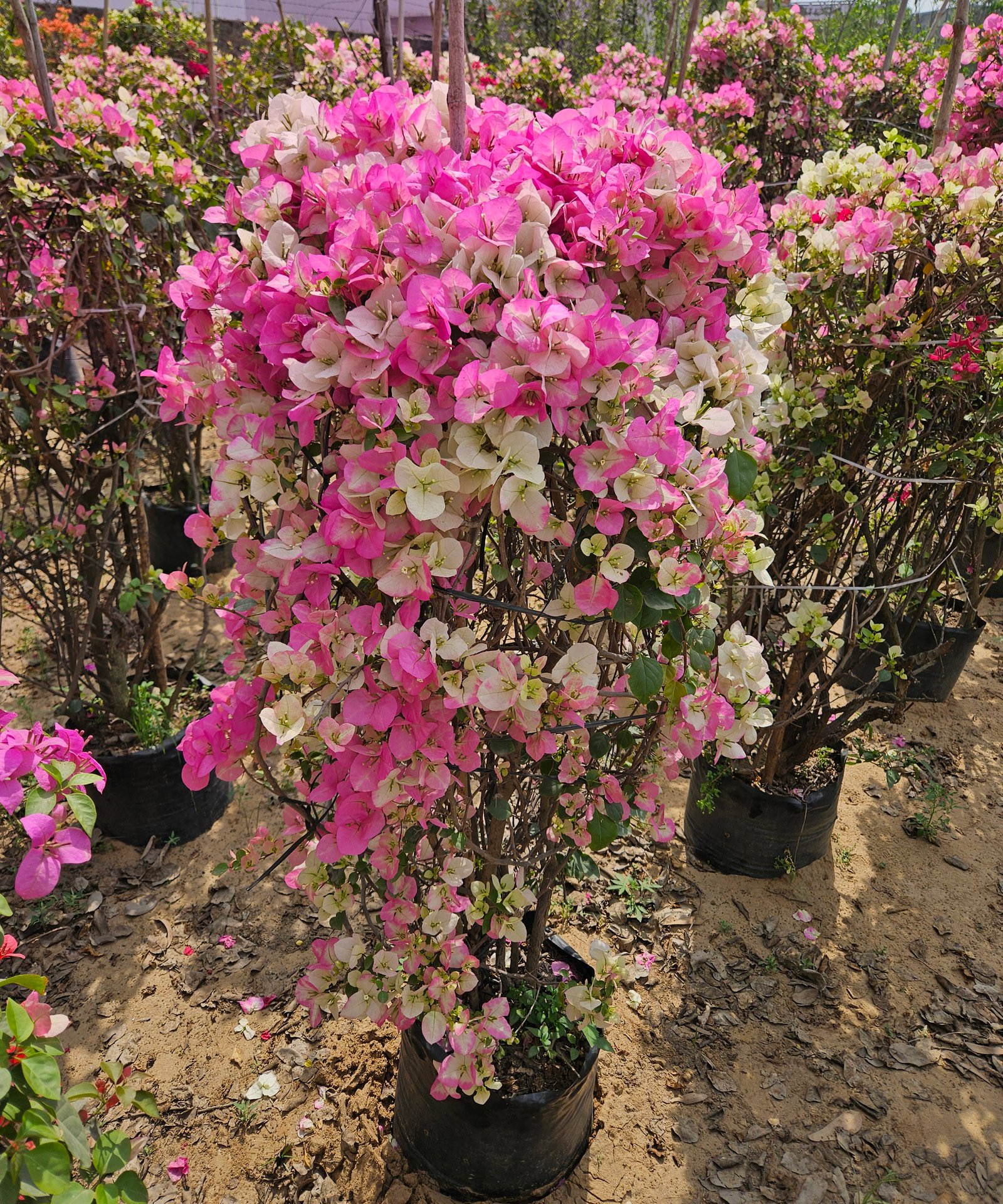 Bulk Plant Supply