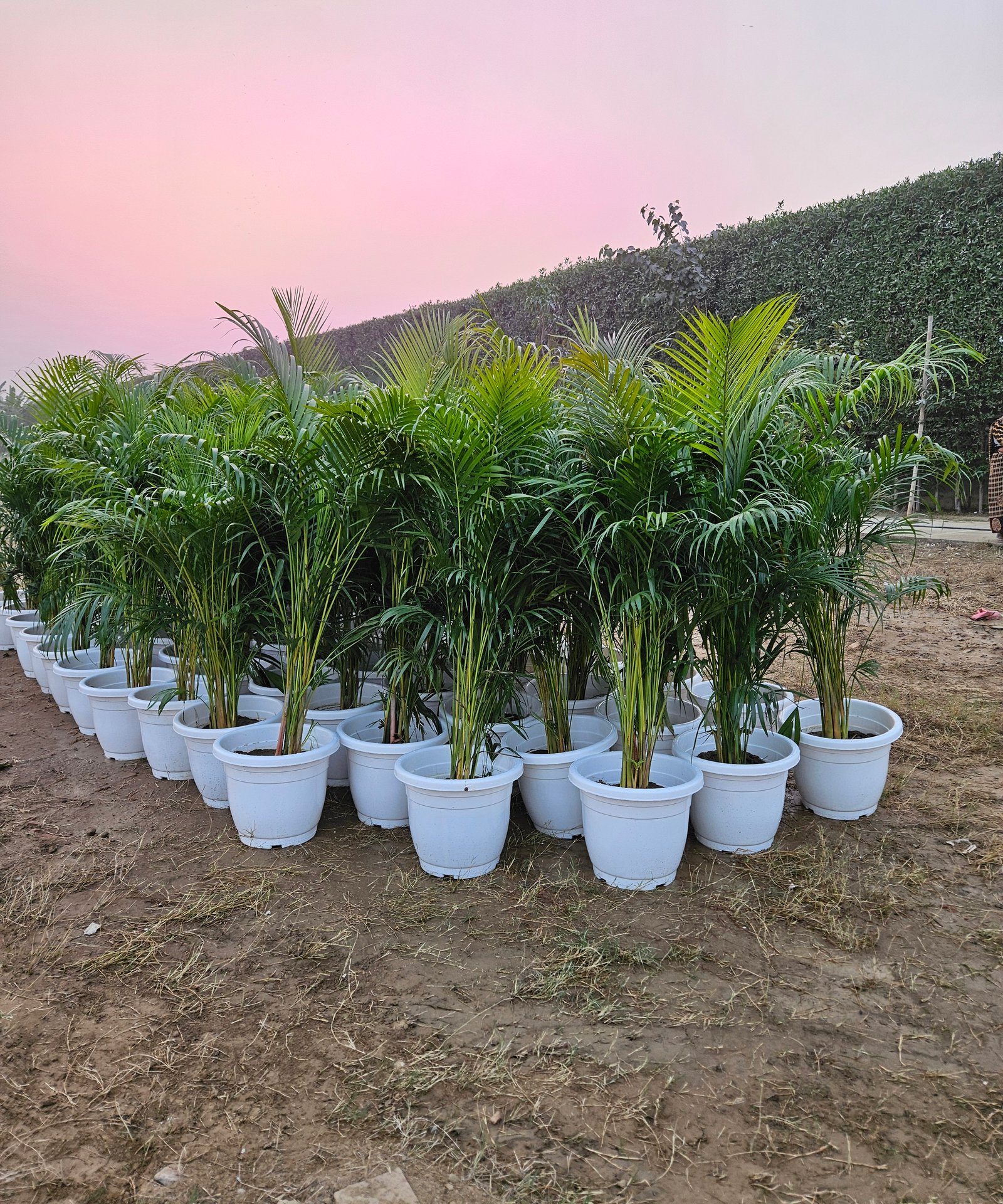 Bulk Plant Supply