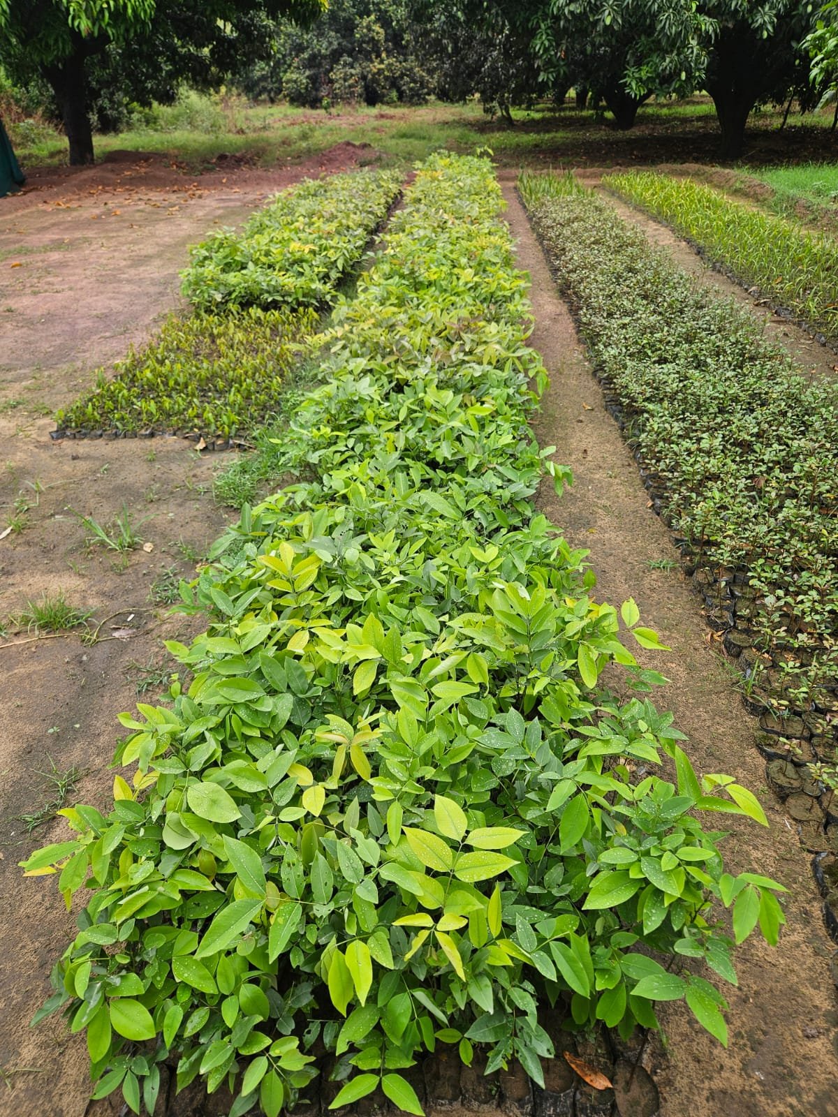 Bulk Plant Supply