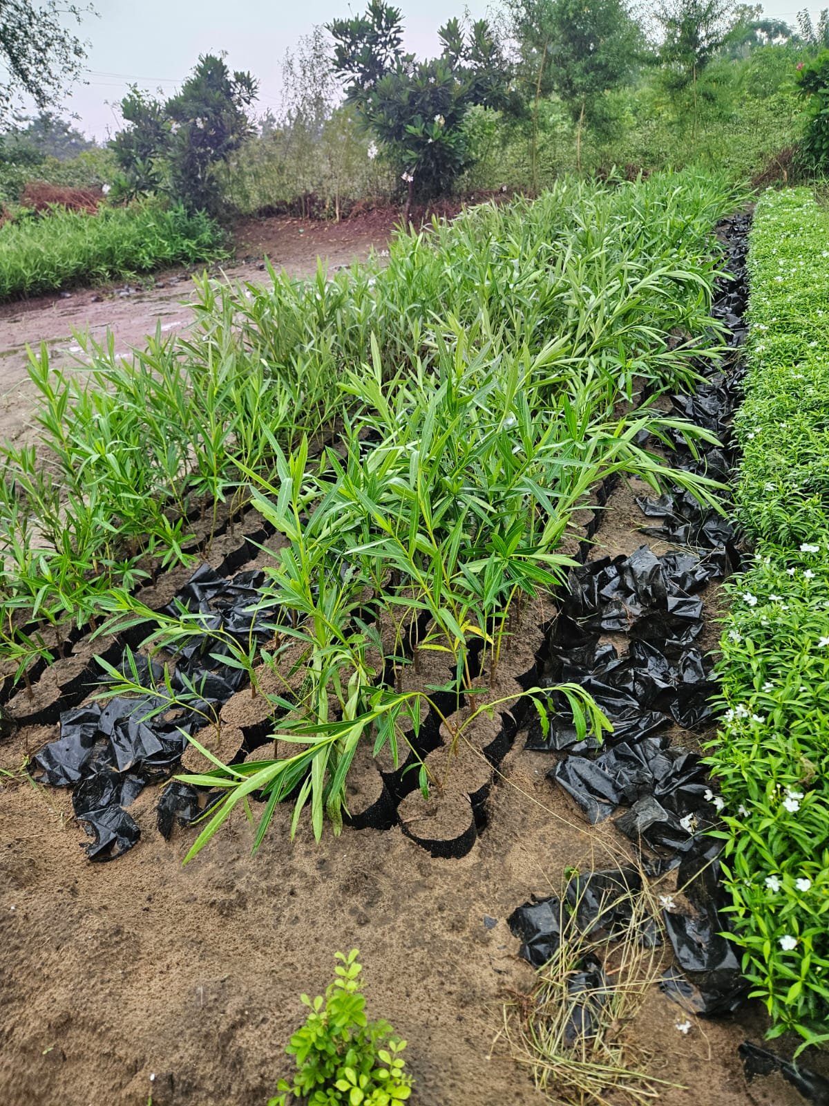Bulk Plant Supply