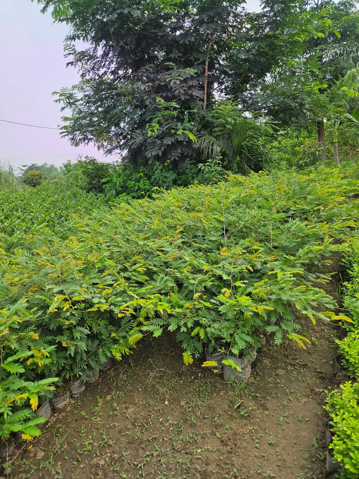 Bulk Plant Supply