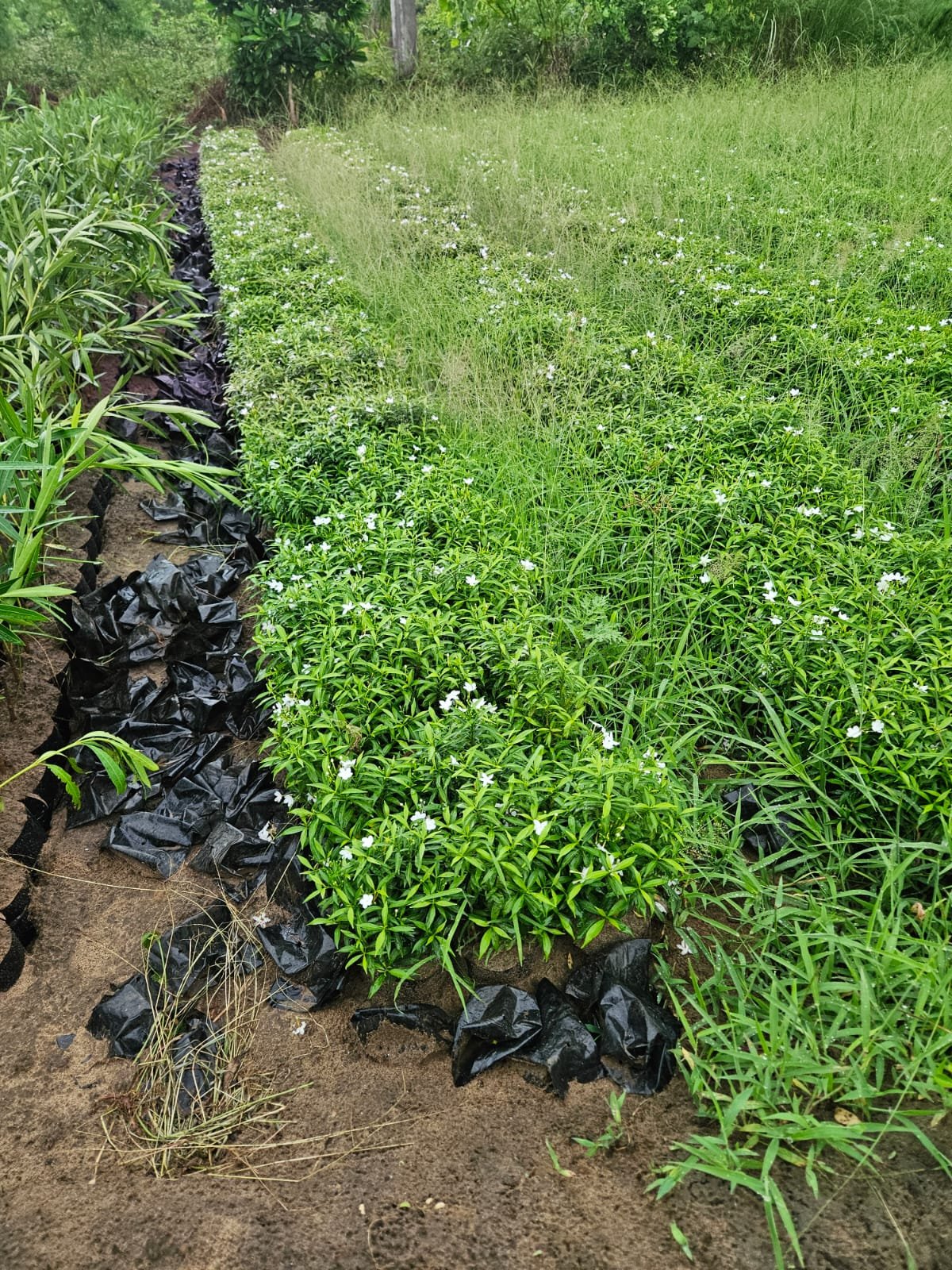 Bulk Plant Supply