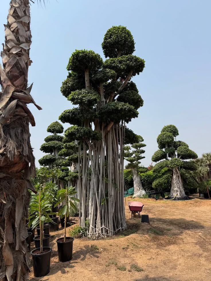 Ficus Bonsai Topiary Trees for Premium Garden Landscaping