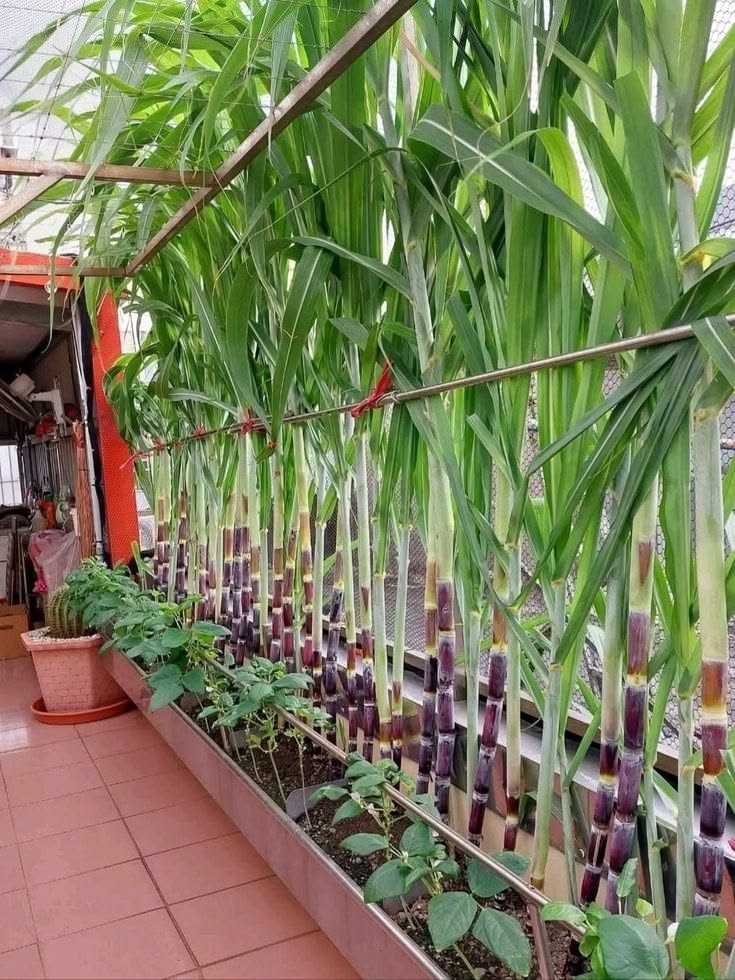 Luxury Sugarcane Terrace Garden | Urban Organic Farming Ideas