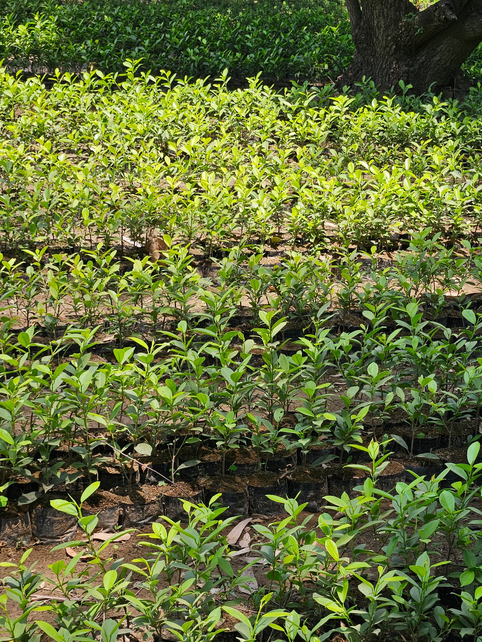 Bulk Plant Supply