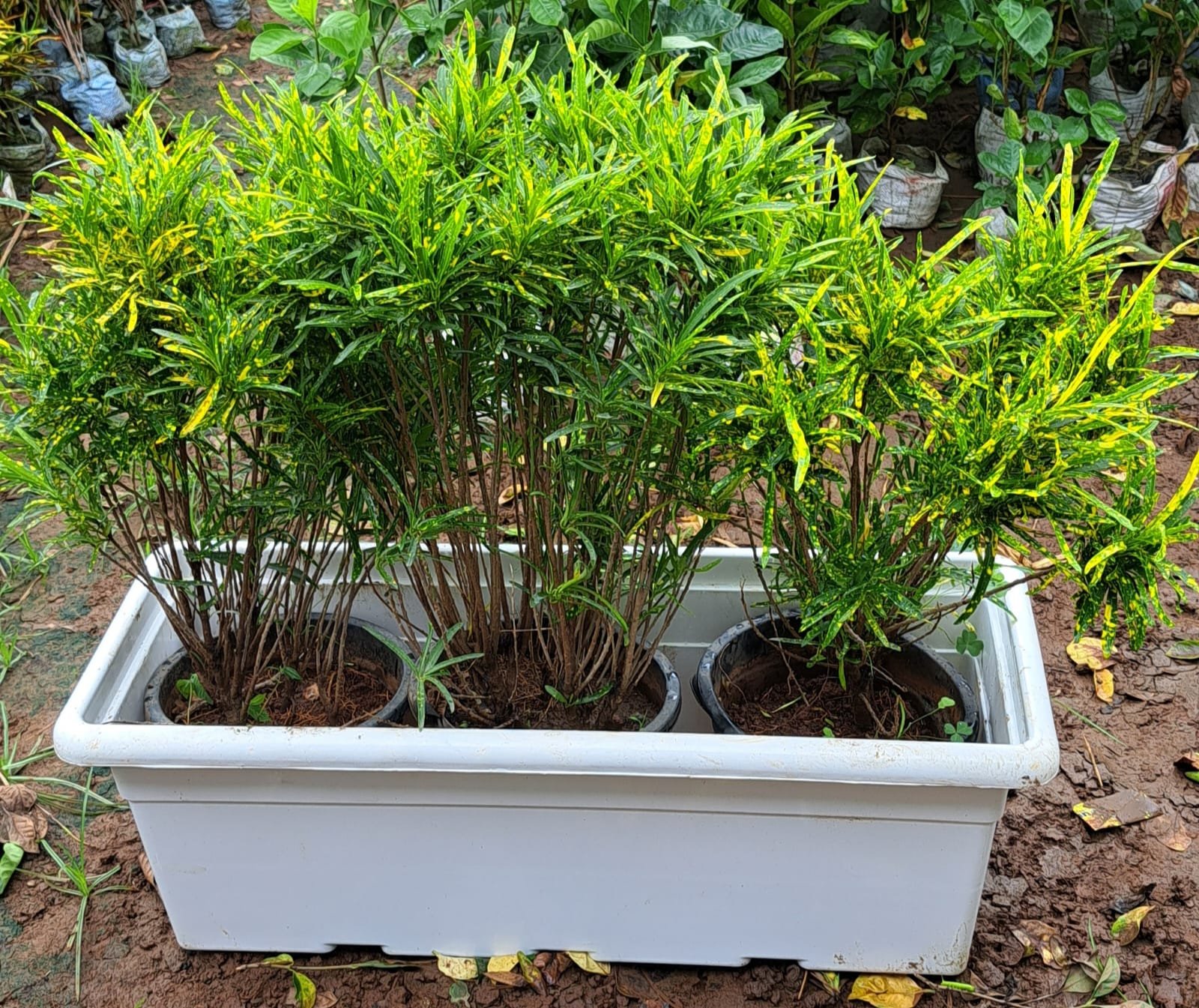 Croton Plants for Beautiful Gardens & Landscaping
