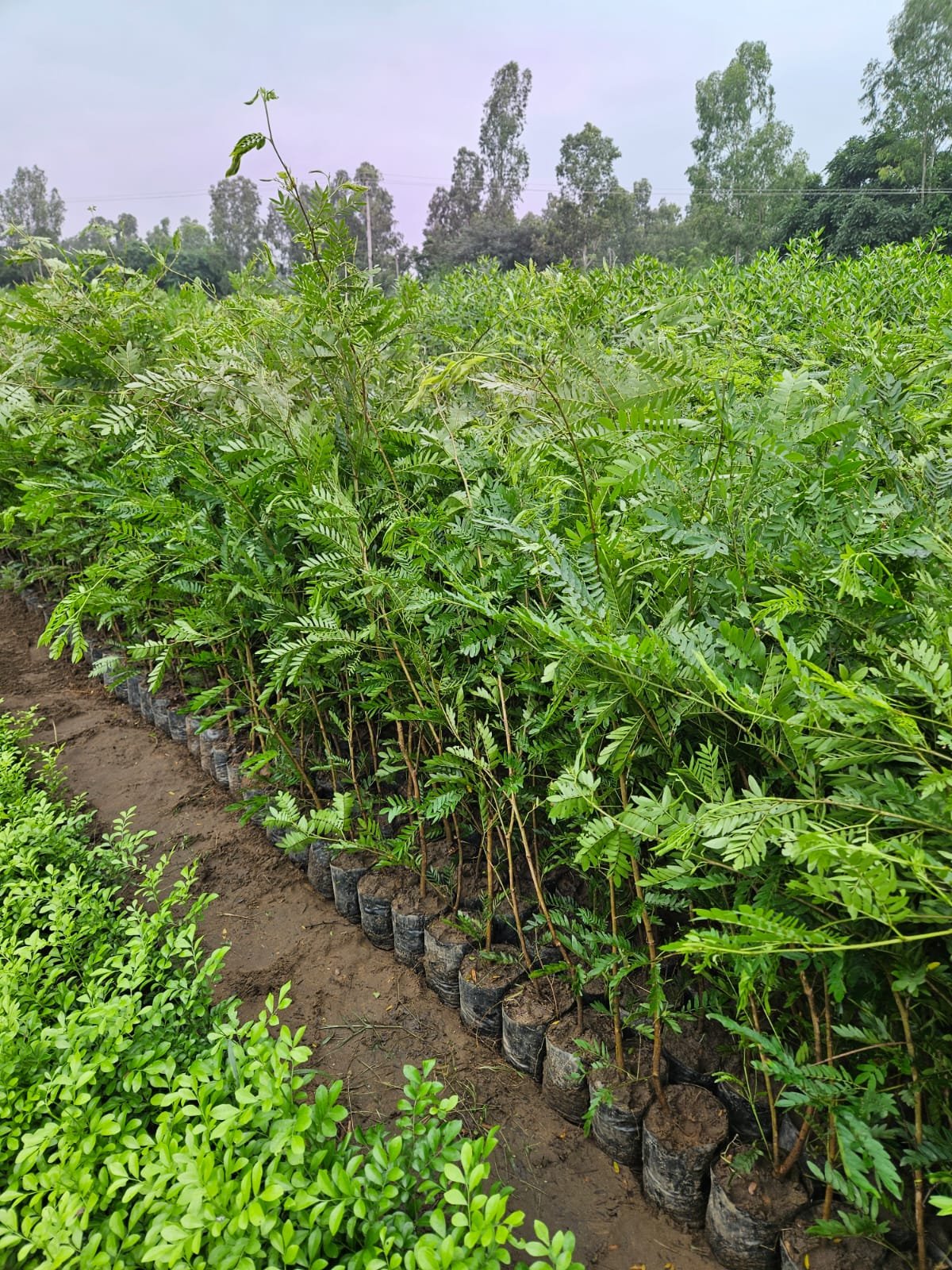 Bulk Plant Supply