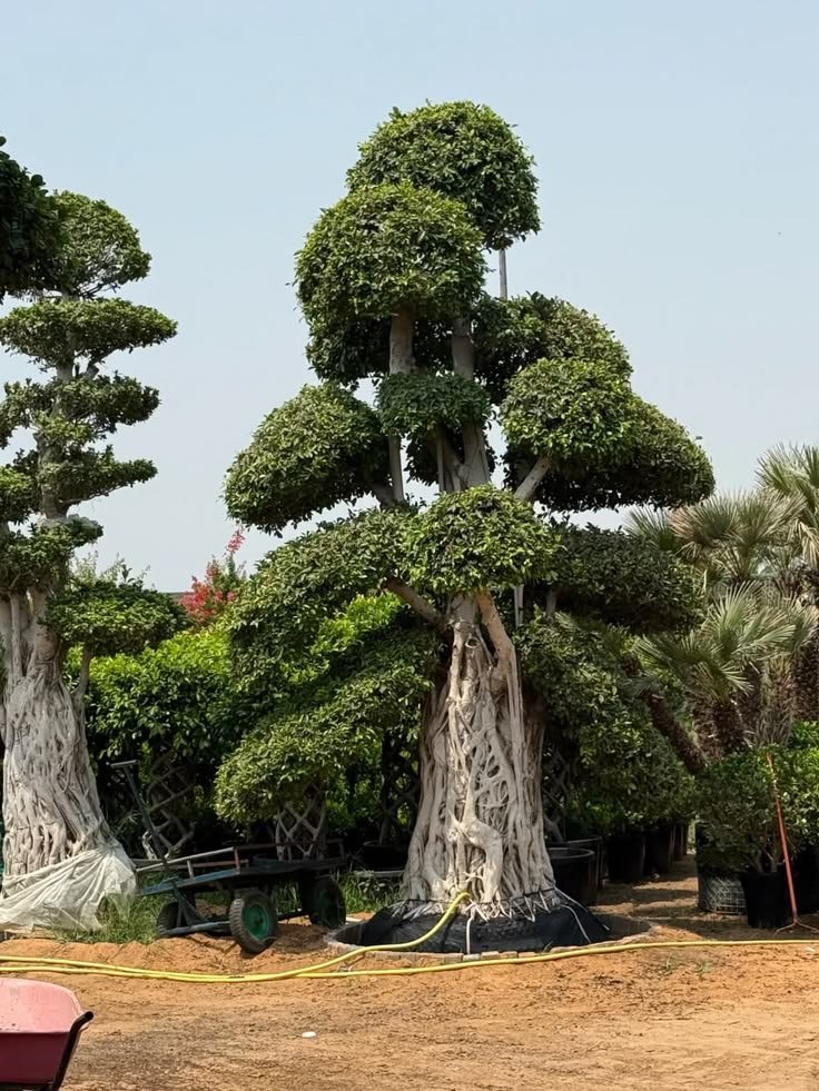 How to Grow and Care for Silk Floss Trees (Ceiba Speciosa)