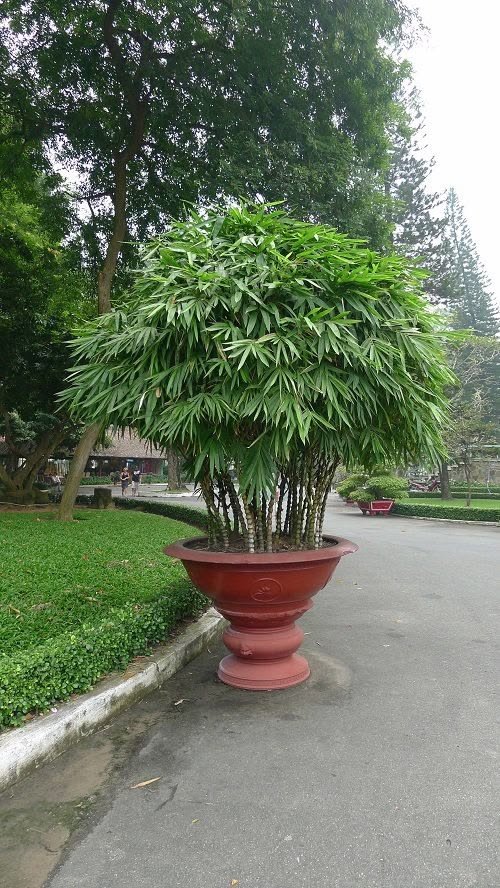 How to Grow Potted Buddha Belly Bamboo (Bambusa Ventricosa)