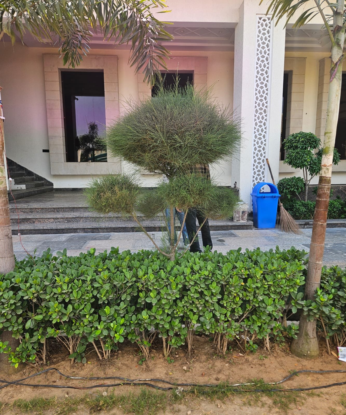 Tree Plantation Drive & Services
