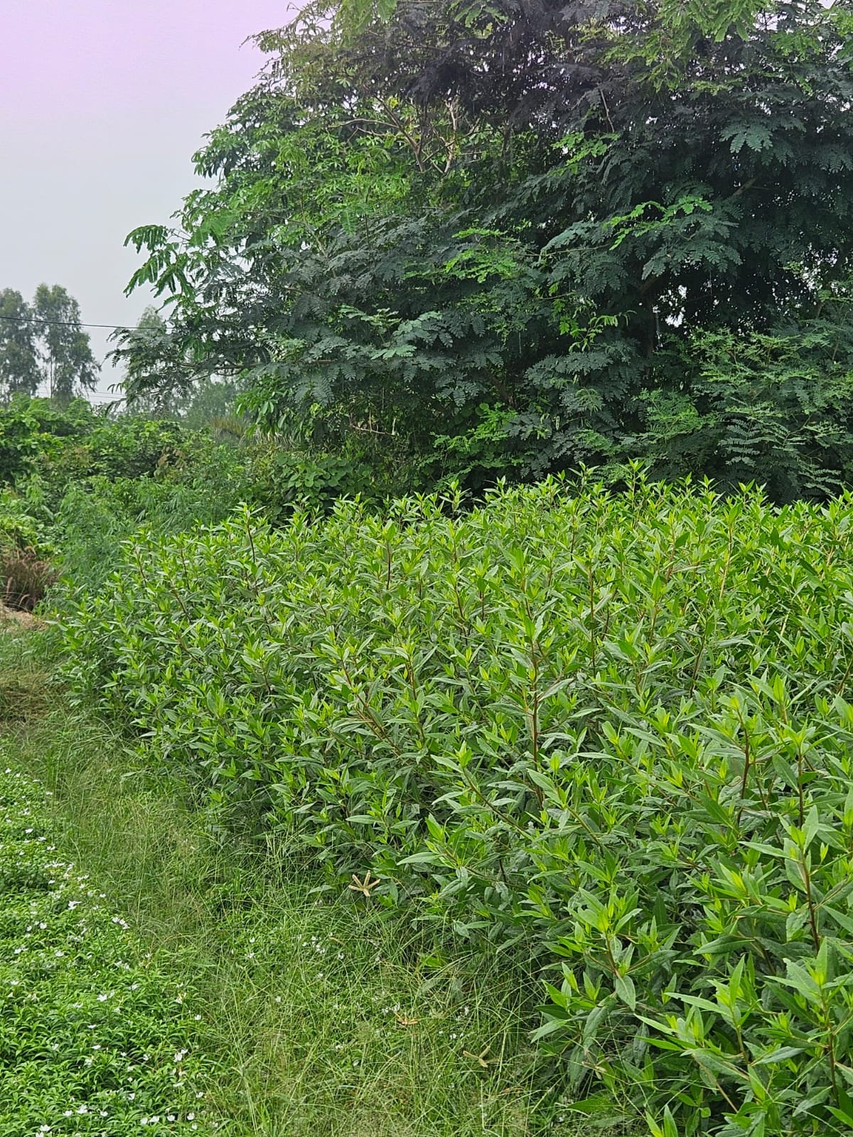 Bulk Plant Supply