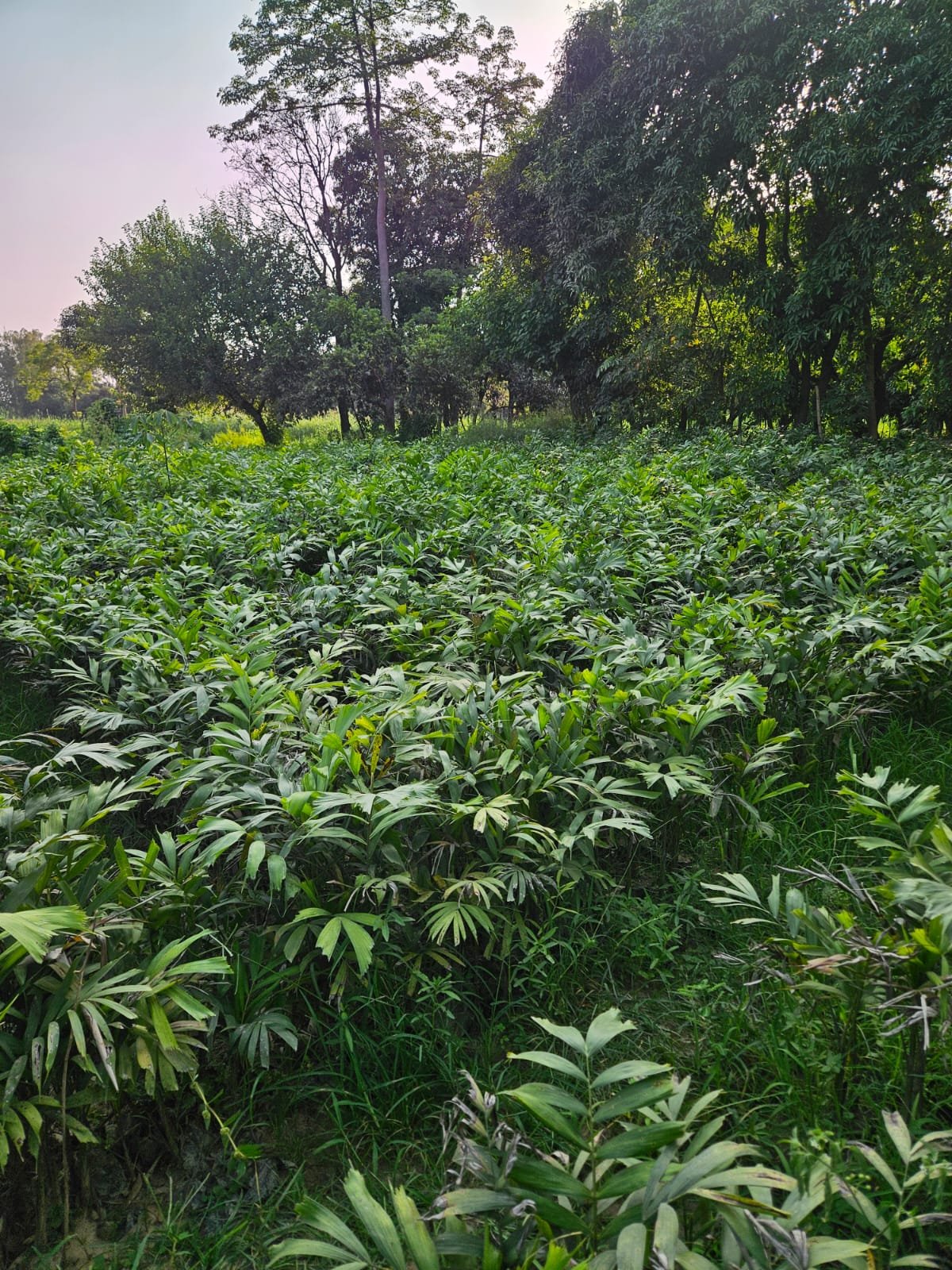 Bulk Plant Supply