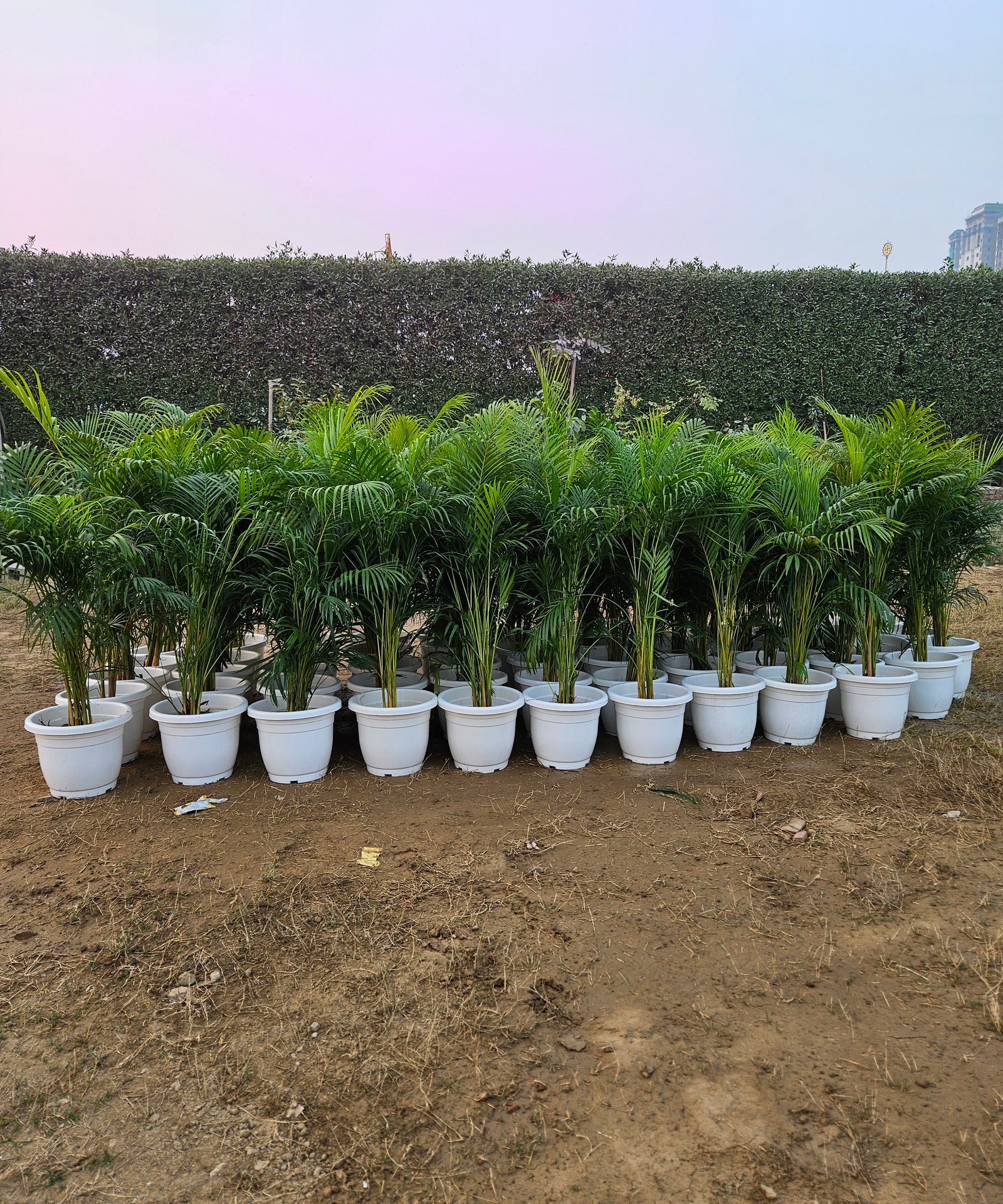 Bulk Plant Supply