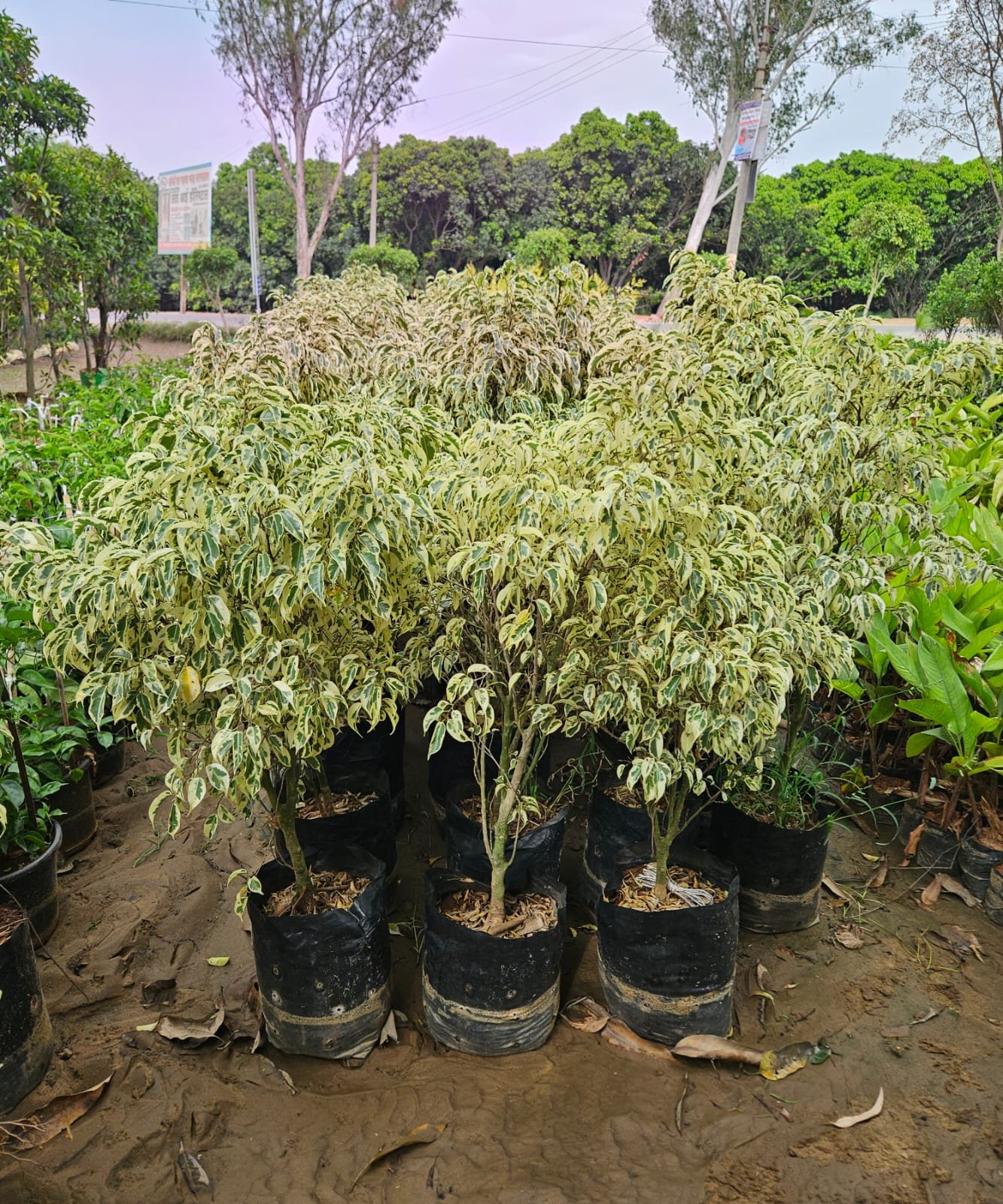Variegated Ornamental Plants for Landscaping & Garden Design