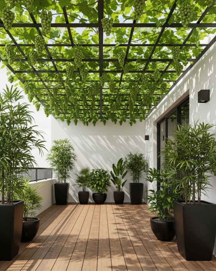 Modern Pergola with Grape Vine Plantation | Green Outdoor Living Space