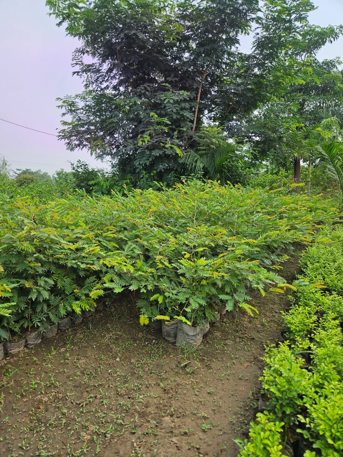 Bulk Plant Supply
