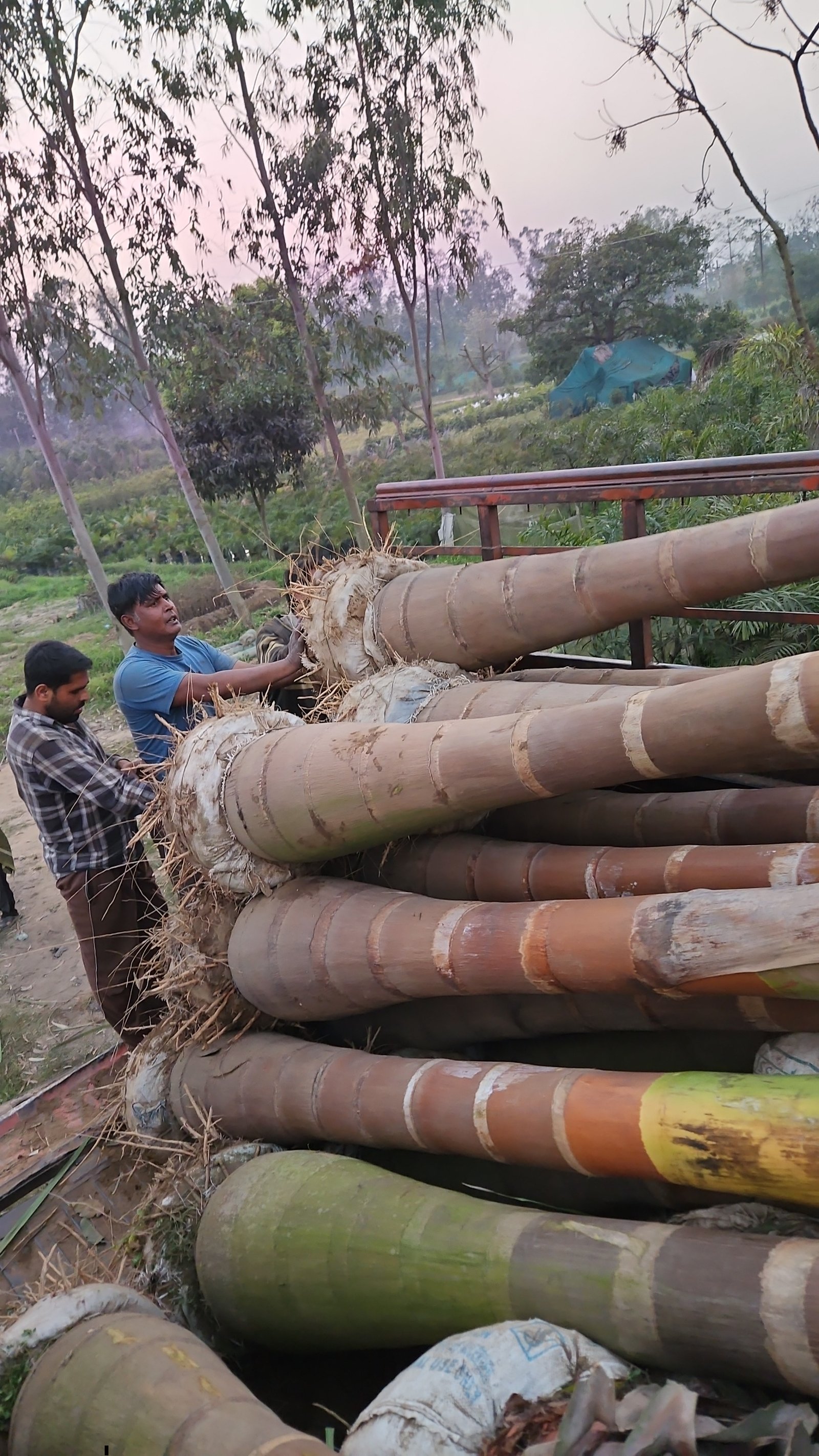 Bulk Plant Supply