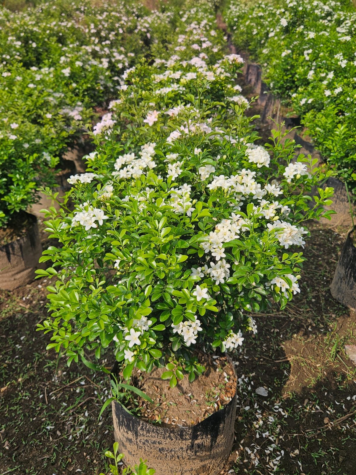 Bulk Plant Supply