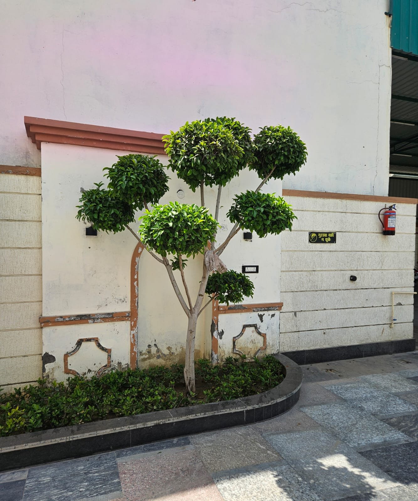 Tree Plantation Drive & Services