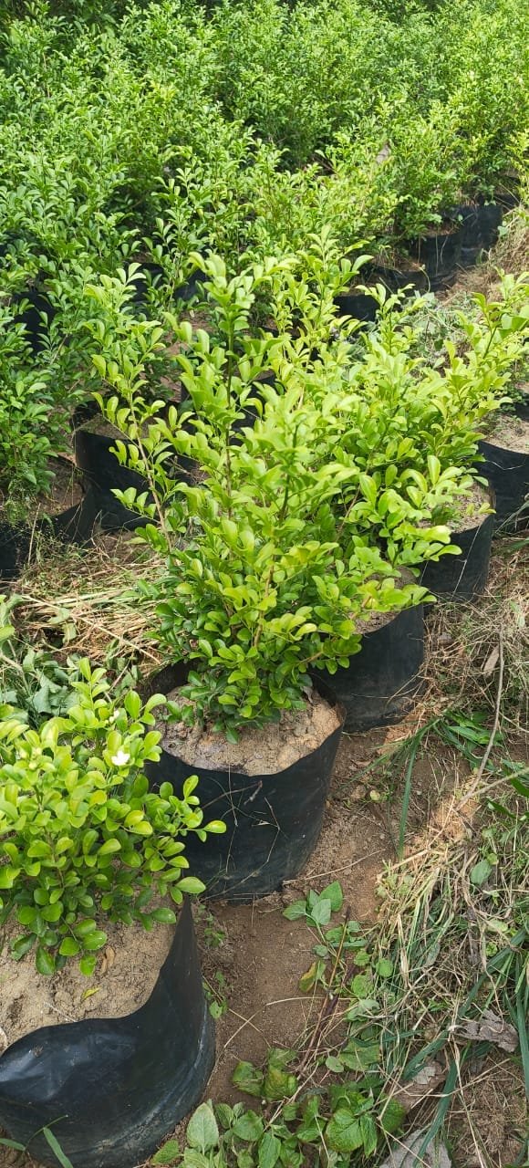 Bulk Plant Supply